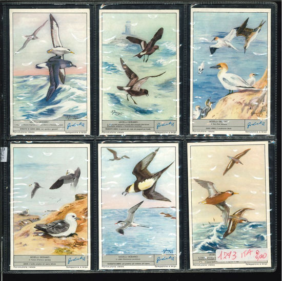 Immagine di 1796 - UCCELLI OCEANICI-ITALIANA