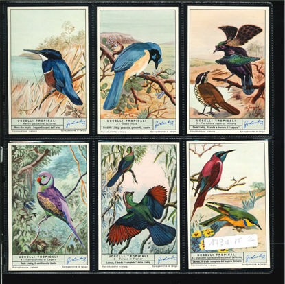 Immagine di 1797 - UCCELLI TROPICALI-ITALIANA