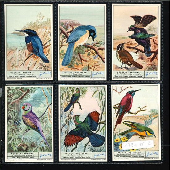 Immagine di 1797 - UCCELLI TROPICALI-ITALIANA