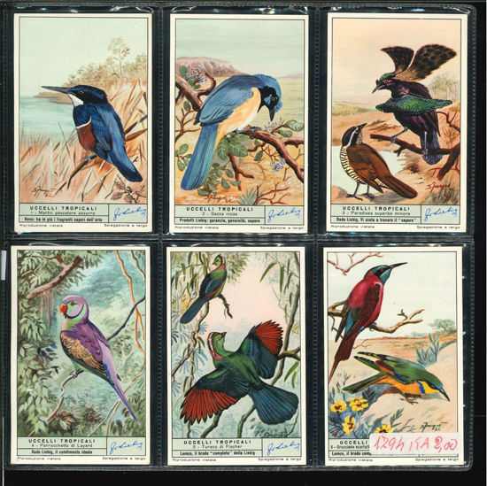 Immagine di 1797 - UCCELLI TROPICALI-ITALIANA