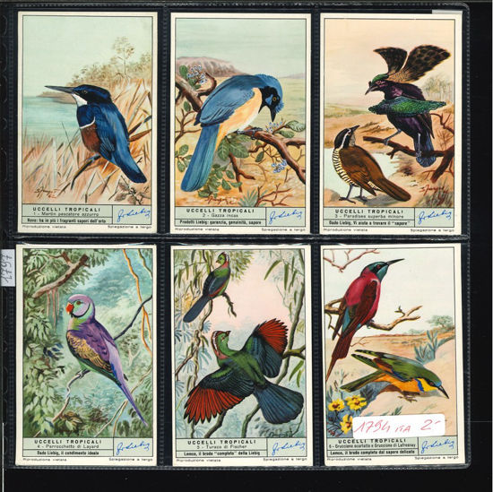 Immagine di 1797 - UCCELLI TROPICALI-ITALIANA