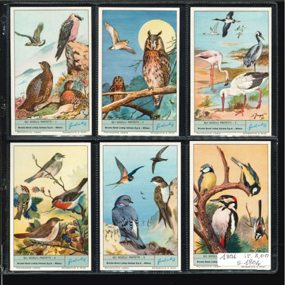 Immagine di 1804 - GLI UCCELLI PROTETTI-ITALIANA