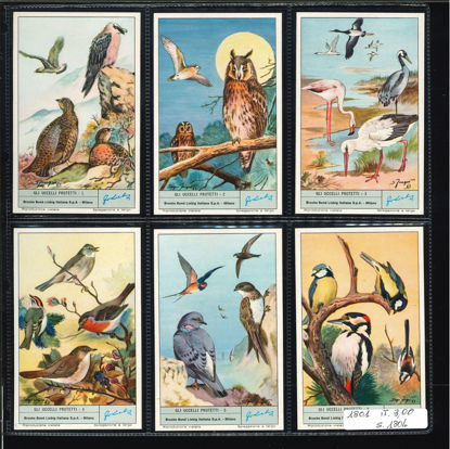 Immagine di 1804 - GLI UCCELLI PROTETTI-ITALIANA