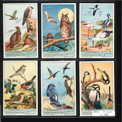 Immagine di 1804 - GLI UCCELLI PROTETTI-ITALIANA