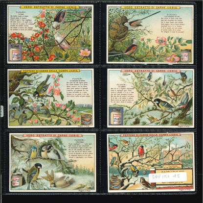 Immagine di 598 - PASSERI-ITALIANA