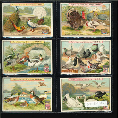 Immagine di 607 - UCCELLI DA CORTILE-ITALIANA