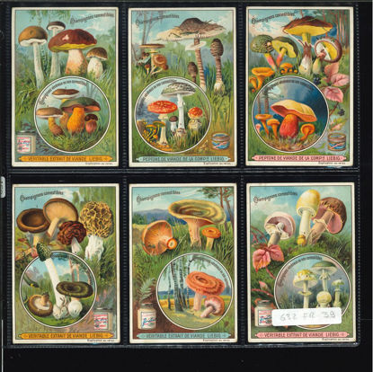 Immagine di 631 - FUNGHI-FRANCESE