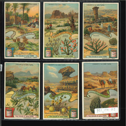 Immagine di 922 - "I DESERTI E LA LORO FLORA (firma "Voit")-ITALIANA"