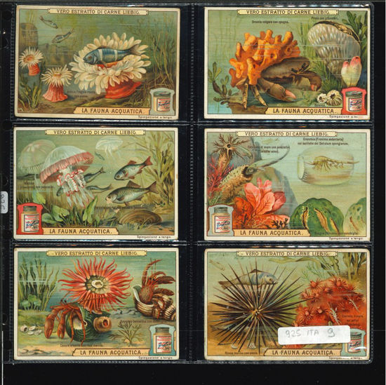 Immagine di 926 - LA FAUNA ACQUATICA-ITALIANA