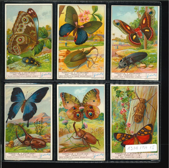 Immagine di 1315 - FARFALLE E SCARABEI DEI TROPICI-ITALIANA