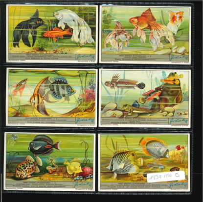 Immagine di 1339 - PESCI ESOTICI D'ACQUARIO-ITALIANA