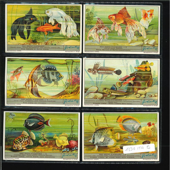 Immagine di 1339 - PESCI ESOTICI D'ACQUARIO-ITALIANA
