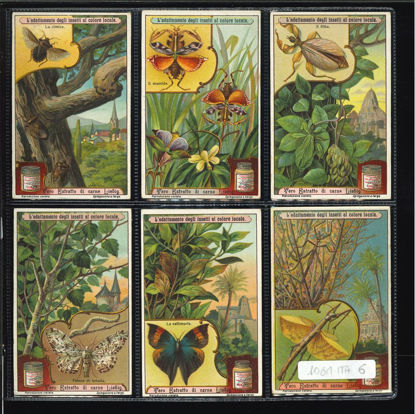 Immagine di 1065 - ADATTAMENTO DI INSETTI AL COLORE-ITALIANA