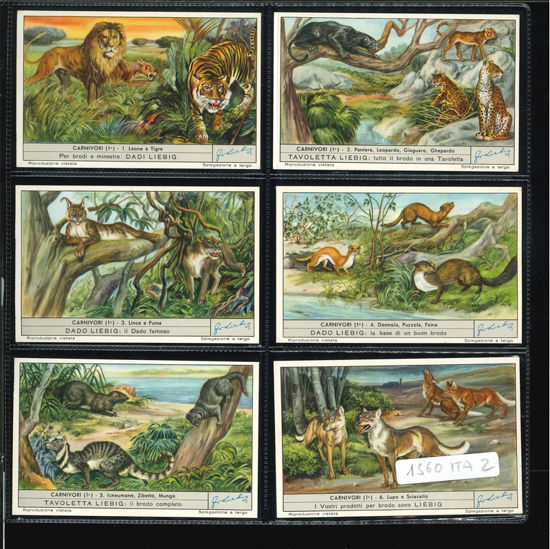Immagine di 1564 - CARNIVORI (1°)-ITALIANA