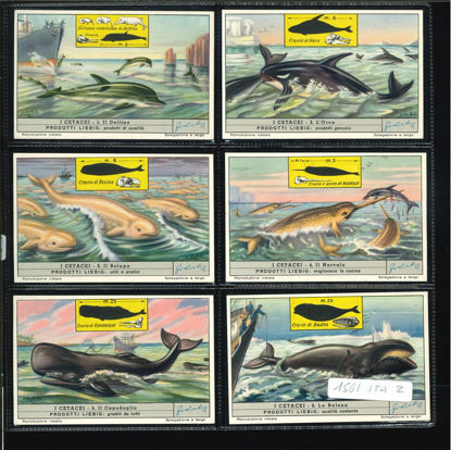 Immagine di 1565 - I CETACEI-ITALIANA