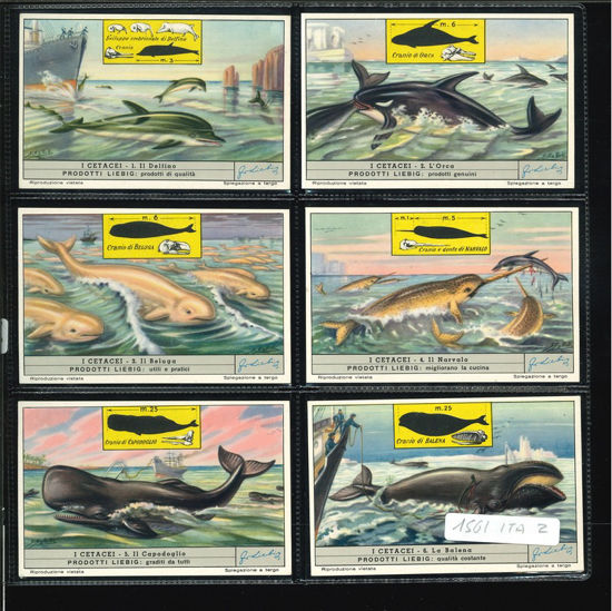 Immagine di 1565 - I CETACEI-ITALIANA