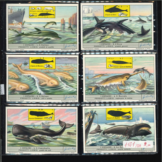 Immagine di 1565 - I CETACEI-ITALIANA