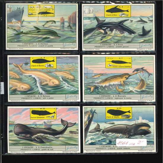 Immagine di 1565 - I CETACEI-ITALIANA