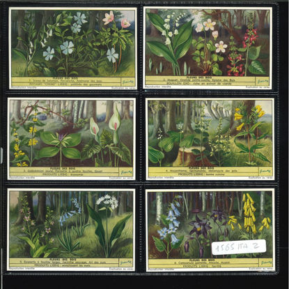 Immagine di 1568 - FIORI DEI BOSCHI - Fleurs des bois-ITALIANA