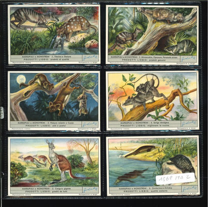 Immagine di 1571 - MARSUPIALI E MONOTREMI-ITALIANA