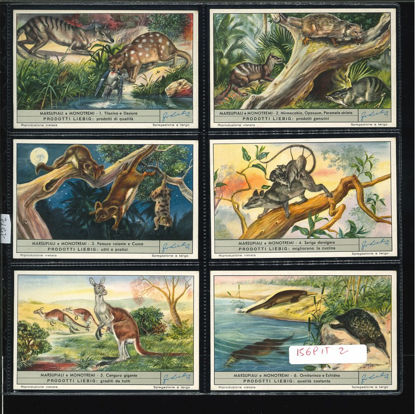 Immagine di 1571 - MARSUPIALI E MONOTREMI-ITALIANA