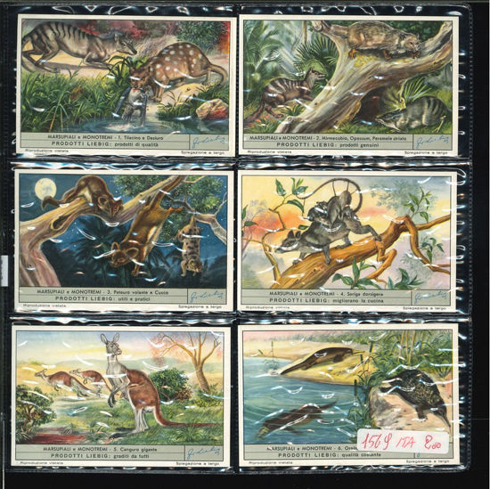 Immagine di 1571 - MARSUPIALI E MONOTREMI-ITALIANA