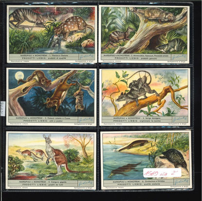 Immagine di 1571 - MARSUPIALI E MONOTREMI-ITALIANA