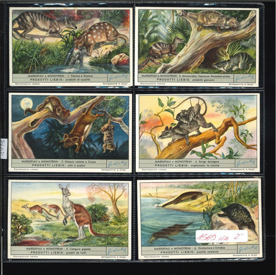 Immagine di 1571 - MARSUPIALI E MONOTREMI-ITALIANA
