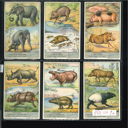 Immagine di 1572 - I PACHIDERMI-ITALIANA