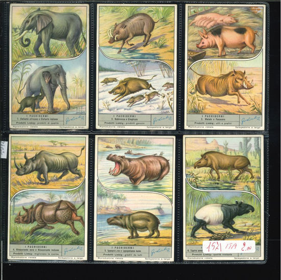 Immagine di 1572 - I PACHIDERMI-ITALIANA