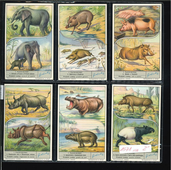 Immagine di 1572 - I PACHIDERMI-ITALIANA