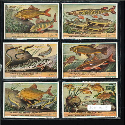 Immagine di 1573 - I PESCI D'ACQUA DOLCE-BELGA