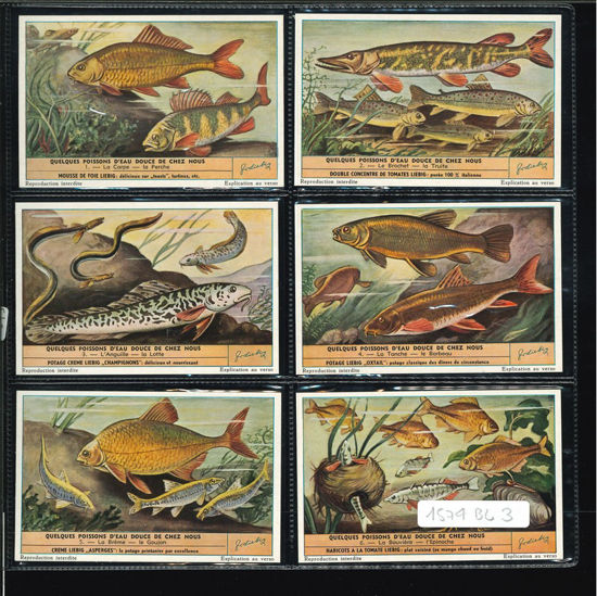 Immagine di 1573 - I PESCI D'ACQUA DOLCE-BELGA