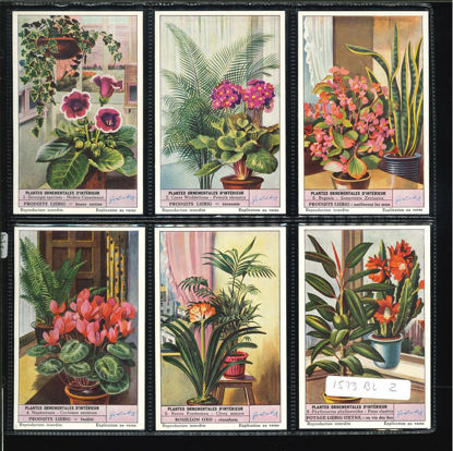 Immagine di 1574 - PIANTE ORNAMENTALI --BELGA