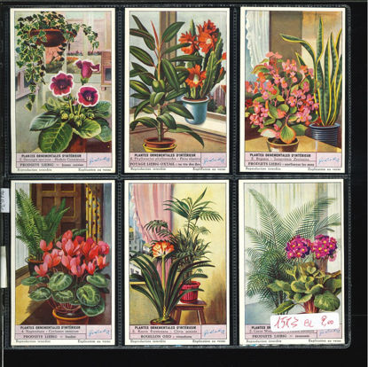 Immagine di 1574 - PIANTE ORNAMENTALI --BELGA