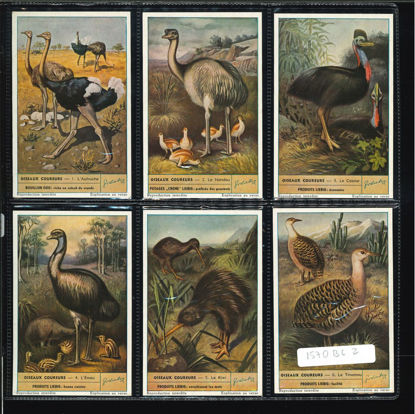 Immagine di 1580 - UCCELLI CORRIDORI - Oiseaux coureurs-BELGA