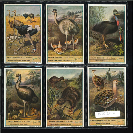 Immagine di 1580 - UCCELLI CORRIDORI - Oiseaux coureurs-BELGA