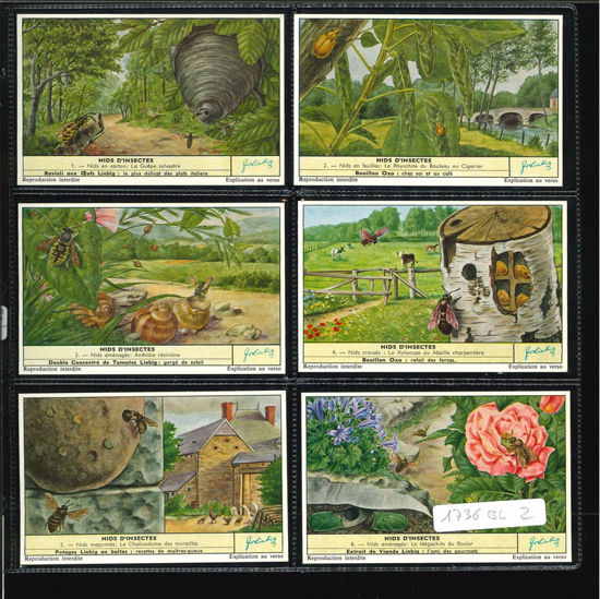 Immagine di 1732 - NIDI D'INSETTI - Nids d'insectes-BELGA