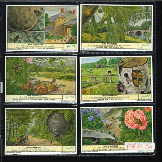 Immagine di 1732 - NIDI D'INSETTI - Nids d'insectes-BELGA