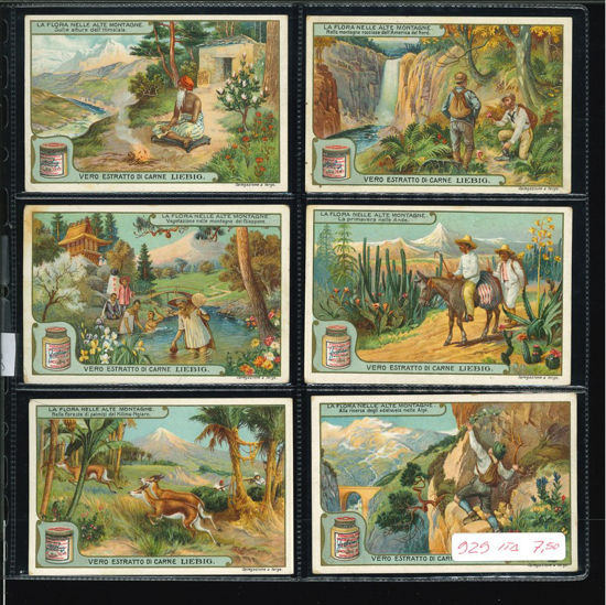 Immagine di 930 - LA FLORA NELLE ALTE MONTAGNE-ITALIANA