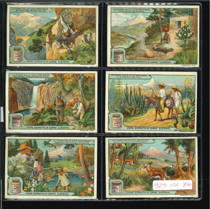 Immagine di 930 - LA FLORA NELLE ALTE MONTAGNE-ITALIANA