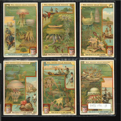 Immagine di 938 - NEL REGNO DELLE MEDUSE-ITALIANA