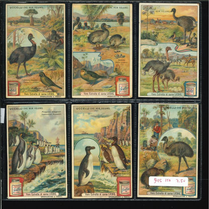 Immagine di 946 - UCCELLI CHE NON VOLANO-ITALIANA