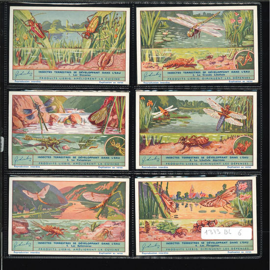 Immagine di 1358 - INSETTI TERRESTRI... - -BELGA