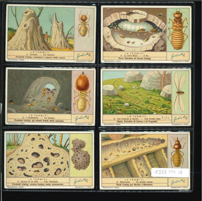 Immagine di 1364 - LE TERMITI-ITALIANA