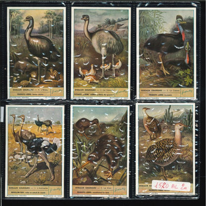 Immagine di 1580 - UCCELLI CORRIDORI - Oiseaux coureurs-BELGA