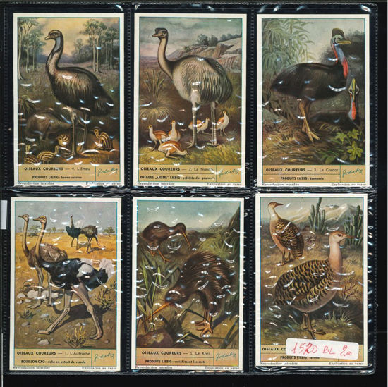 Immagine di 1580 - UCCELLI CORRIDORI - Oiseaux coureurs-BELGA