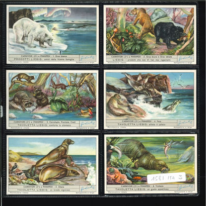 Immagine di 1586 - CARNIVORI (2°) E PINNIPEDI-ITALIANA