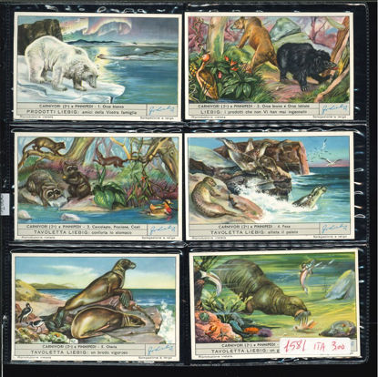 Immagine di 1586 - CARNIVORI (2°) E PINNIPEDI-ITALIANA