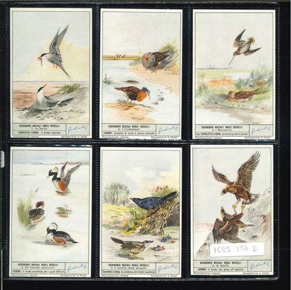 Immagine di 1588 - CERIMONIE NUZIALI NEGLI UCCELLI-ITALIANA